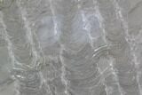 Polished Stromatolite (Kussiella) Slab - Russia #91814-1